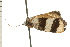  ( - 08-NSWHH-1234)  @12 [ ] CreativeCommons - Attribution (2009) Unspecified Centre for Biodiversity Genomics