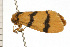  ( - 08-NSWHH-1245)  @12 [ ] CreativeCommons - Attribution (2009) Unspecified Centre for Biodiversity Genomics