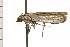  ( - 08-NSWHH-1254)  @12 [ ] CreativeCommons - Attribution (2009) Unspecified Centre for Biodiversity Genomics