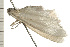  ( - 08-NSWHH-1390)  @12 [ ] CreativeCommons - Attribution (2009) Unspecified Centre for Biodiversity Genomics