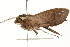  ( - 09-NSWHH-0978)  @14 [ ] CreativeCommons - Attribution (2010) Unspecified Centre for Biodiversity Genomics