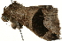  ( - 09-NSWHH-0984)  @13 [ ] CreativeCommons - Attribution (2010) Unspecified Centre for Biodiversity Genomics