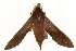  ( - 09-NSWHH-0204)  @14 [ ] CreativeCommons - Attribution (2010) Unspecified Centre for Biodiversity Genomics