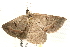  ( - 09-NSWHH-0346)  @12 [ ] CreativeCommons - Attribution (2010) Unspecified Centre for Biodiversity Genomics