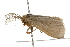  ( - 09-NSWHH-0546)  @13 [ ] CreativeCommons - Attribution (2010) Unspecified Centre for Biodiversity Genomics