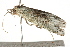  ( - 09-NSWHH-0424)  @13 [ ] CreativeCommons - Attribution (2010) Unspecified Centre for Biodiversity Genomics