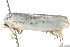  (Cryptophasa epadelpha - 09-NSWHH-0828)  @15 [ ] CreativeCommons - Attribution (2010) Unspecified Centre for Biodiversity Genomics