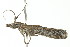  ( - 09-NSWHH-1679)  @14 [ ] CreativeCommons - Attribution (2010) Unspecified Centre for Biodiversity Genomics