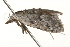  ( - 09-NSWHH-1091)  @13 [ ] CreativeCommons - Attribution (2010) Unspecified Centre for Biodiversity Genomics