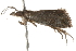  ( - 09-NSWHH-1186)  @12 [ ] CreativeCommons - Attribution (2010) Unspecified Centre for Biodiversity Genomics