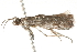  ( - 09-NSWHH-1233)  @13 [ ] CreativeCommons - Attribution (2010) Unspecified Centre for Biodiversity Genomics