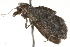  ( - 09-NSWHH-1258)  @13 [ ] CreativeCommons - Attribution (2010) Unspecified Centre for Biodiversity Genomics
