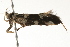  ( - 09-NSWHH-1303)  @12 [ ] CreativeCommons - Attribution (2010) Unspecified Centre for Biodiversity Genomics