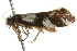  ( - 09-NSWHH-1384)  @13 [ ] CreativeCommons - Attribution (2010) Unspecified Centre for Biodiversity Genomics