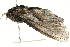  ( - BIOUG00851-H01)  @12 [ ] CreativeCommons - Attribution (2011) CBG Photography Group Centre for Biodiversity Genomics