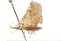  ( - BIOUG00949-A03)  @12 [ ] CreativeCommons - Attribution (2011) CBG Photography Group Centre for Biodiversity Genomics