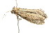  ( - BIOUG00949-A04)  @12 [ ] CreativeCommons - Attribution (2011) CBG Photography Group Centre for Biodiversity Genomics