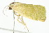  ( - BIOUG00949-A05)  @13 [ ] CreativeCommons - Attribution (2011) CBG Photography Group Centre for Biodiversity Genomics