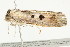  ( - BIOUG00949-B08)  @13 [ ] CreativeCommons - Attribution (2011) CBG Photography Group Centre for Biodiversity Genomics