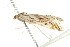  ( - BIOUG00949-H09)  @12 [ ] CreativeCommons - Attribution (2011) CBG Photography Group Centre for Biodiversity Genomics