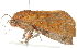  ( - BIOUG00907-D11)  @14 [ ] CreativeCommons - Attribution (2011) CBG Photography Group Centre for Biodiversity Genomics