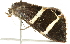  ( - BIOUG00907-F12)  @12 [ ] CreativeCommons - Attribution (2011) CBG Photography Group Centre for Biodiversity Genomics