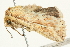  ( - BIOUG00909-A11)  @13 [ ] CreativeCommons - Attribution (2011) CBG Photography Group Centre for Biodiversity Genomics