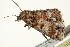  ( - BIOUG00909-B04)  @12 [ ] CreativeCommons - Attribution (2011) CBG Photography Group Centre for Biodiversity Genomics