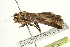  ( - BIOUG00909-F05)  @13 [ ] CreativeCommons - Attribution (2011) CBG Photography Group Centre for Biodiversity Genomics