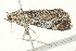  ( - BIOUG00909-G04)  @12 [ ] CreativeCommons - Attribution (2011) CBG Photography Group Centre for Biodiversity Genomics