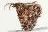  ( - BIOUG00909-H04)  @12 [ ] CreativeCommons - Attribution (2011) CBG Photography Group Centre for Biodiversity Genomics