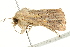  ( - BIOUG00911-B02)  @13 [ ] CreativeCommons - Attribution (2011) CBG Photography Group Centre for Biodiversity Genomics