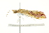  ( - BIOUG00911-B07)  @14 [ ] CreativeCommons - Attribution (2011) CBG Photography Group Centre for Biodiversity Genomics