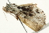  ( - BIOUG00911-D11)  @13 [ ] CreativeCommons - Attribution (2011) CBG Photography Group Centre for Biodiversity Genomics