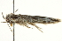  ( - BIOUG00953-C08)  @13 [ ] CreativeCommons - Attribution (2011) CBG Photography Group Centre for Biodiversity Genomics