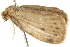 ( - BIOUG00953-D06)  @12 [ ] CreativeCommons - Attribution (2011) CBG Photography Group Centre for Biodiversity Genomics