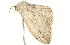  (Scopula desita - BIOUG00953-G09)  @14 [ ] CreativeCommons - Attribution (2011) CBG Photography Group Centre for Biodiversity Genomics