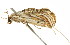  ( - BIOUG00954-F01)  @12 [ ] CreativeCommons - Attribution (2011) CBG Photography Group Centre for Biodiversity Genomics