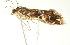  ( - BIOUG00954-F11)  @12 [ ] CreativeCommons - Attribution (2011) CBG Photography Group Centre for Biodiversity Genomics
