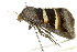  ( - BIOUG00912-D06)  @12 [ ] CreativeCommons - Attribution (2011) CBG Photography Group Centre for Biodiversity Genomics