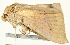 ( - BIOUG00913-B06)  @13 [ ] CreativeCommons - Attribution (2011) CBG Photography Group Centre for Biodiversity Genomics