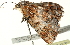  ( - BIOUG00913-D08)  @12 [ ] CreativeCommons - Attribution (2011) CBG Photography Group Centre for Biodiversity Genomics