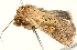  ( - BIOUG00913-E07)  @13 [ ] CreativeCommons - Attribution (2011) CBG Photography Group Centre for Biodiversity Genomics