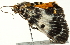  ( - BIOUG00913-F05)  @12 [ ] CreativeCommons - Attribution (2011) CBG Photography Group Centre for Biodiversity Genomics
