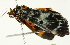  ( - BIOUG00913-F06)  @12 [ ] CreativeCommons - Attribution (2011) CBG Photography Group Centre for Biodiversity Genomics