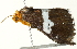  ( - BIOUG00913-G04)  @12 [ ] CreativeCommons - Attribution (2011) CBG Photography Group Centre for Biodiversity Genomics