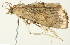  ( - BIOUG00944-D02)  @12 [ ] CreativeCommons - Attribution (2011) CBG Photography Group Centre for Biodiversity Genomics