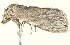  ( - BIOUG00944-H05)  @14 [ ] CreativeCommons - Attribution (2011) CBG Photography Group Centre for Biodiversity Genomics