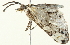  ( - BIOUG00945-C10)  @12 [ ] CreativeCommons - Attribution (2011) CBG Photography Group Centre for Biodiversity Genomics