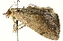  ( - BIOUG00945-D08)  @12 [ ] CreativeCommons - Attribution (2011) CBG Photography Group Centre for Biodiversity Genomics